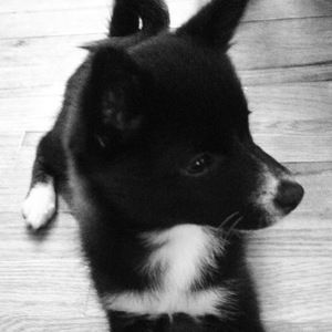 Meet your Posher, Alex